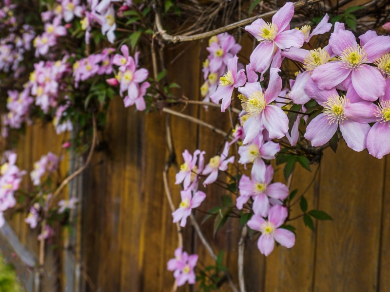 Climbers for Every Garden