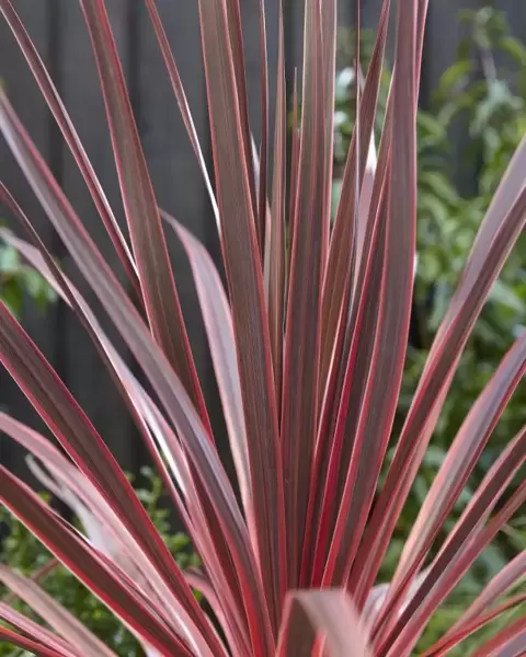 Cordyline 'Charlie Boy'