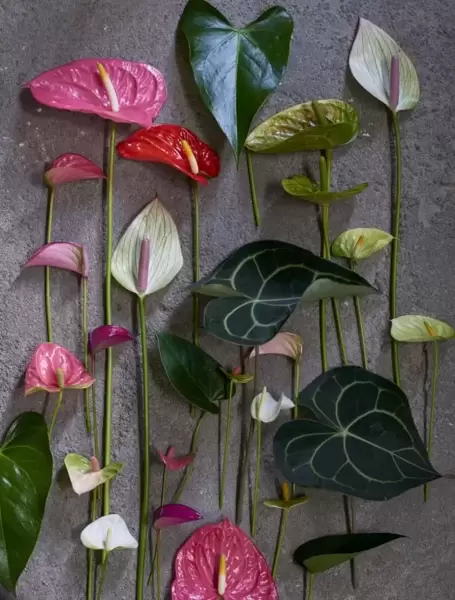 December 2018: Anthurium Houseplant of the Month