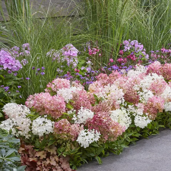Discover the Groundbreaking New Hydrangea