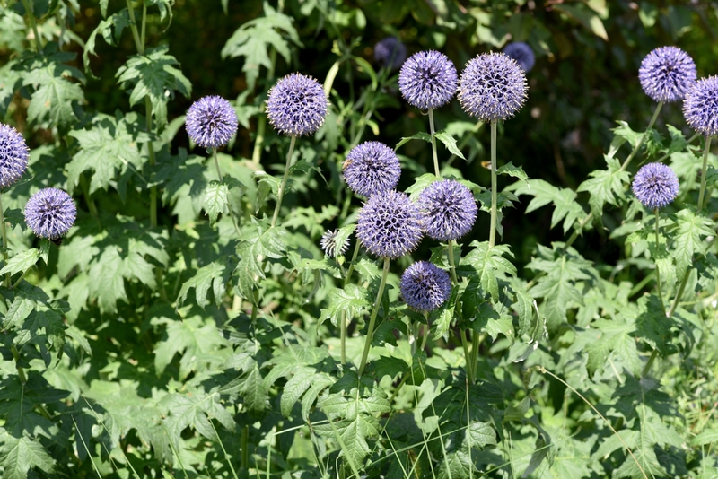 Drought-tolerant Perennial Plants