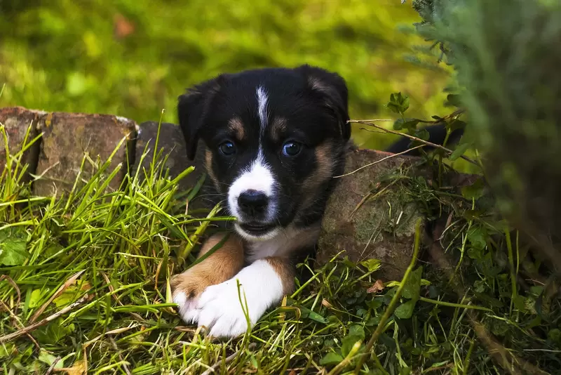 Ensure you have a Pet-friendly Garden