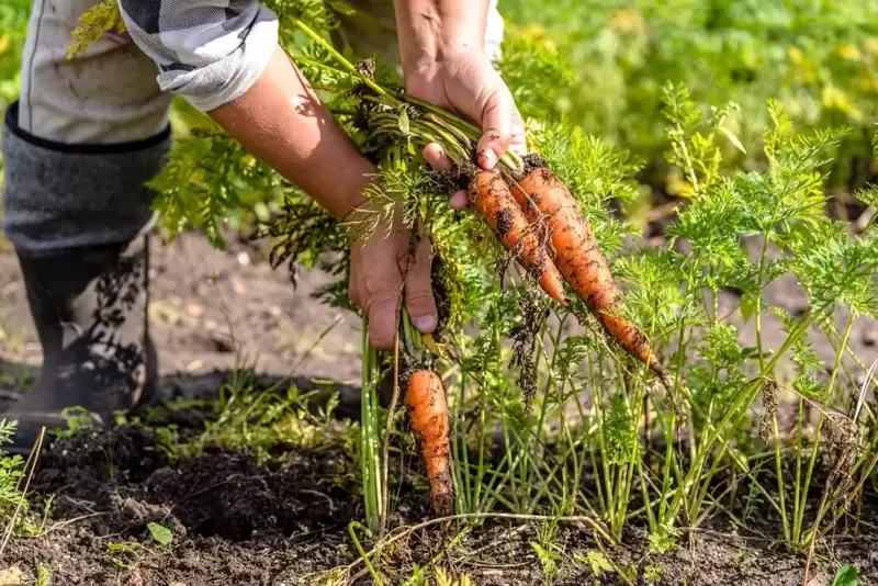 Autumn Vegetable Gardening