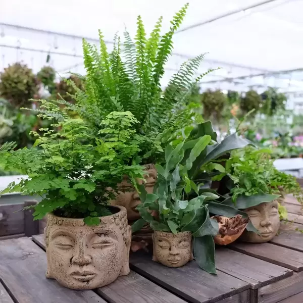 Fantastic Ferns to Grow Indoors