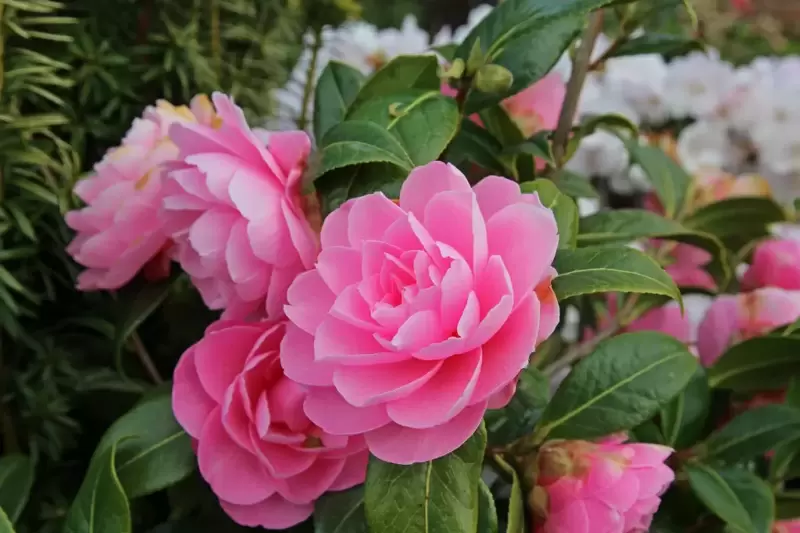 February – HTA Plant of the Moment - Camellias for early colour