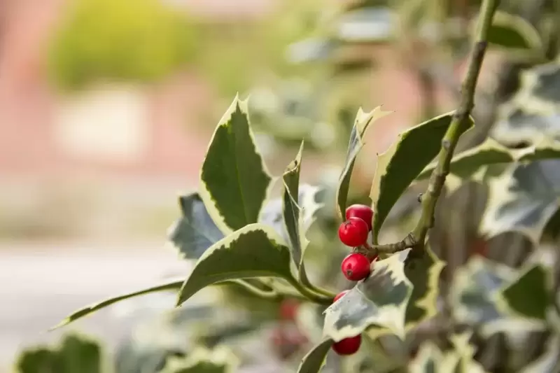 Festive Favourites - The Holly and the Ivy