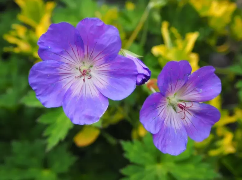 Five Plants for a Low Maintenance Border