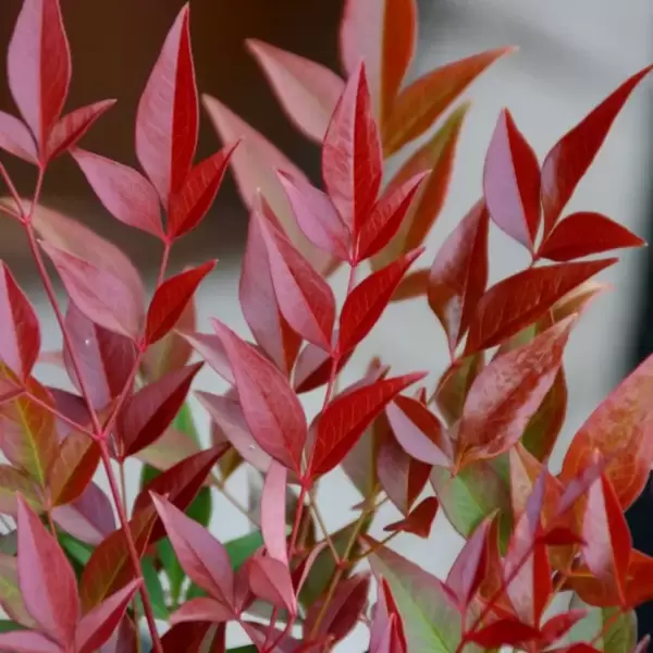 Garden Plant of the Moment: Nandina