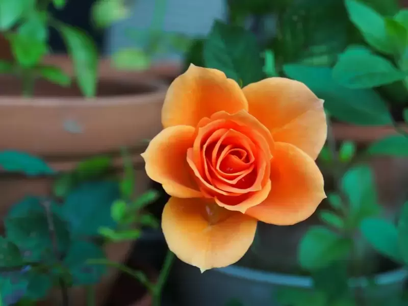 Garden Plant of the Moment: Roses