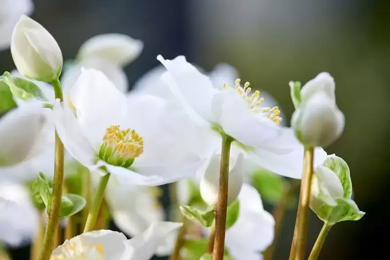 Garden Plant of the Month December: Helleborus