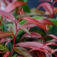 Garden Plant of the Month for November: Leucothoe