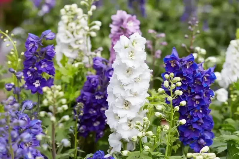 Garden plants of the moment: delphiniums, lobelia and snaps