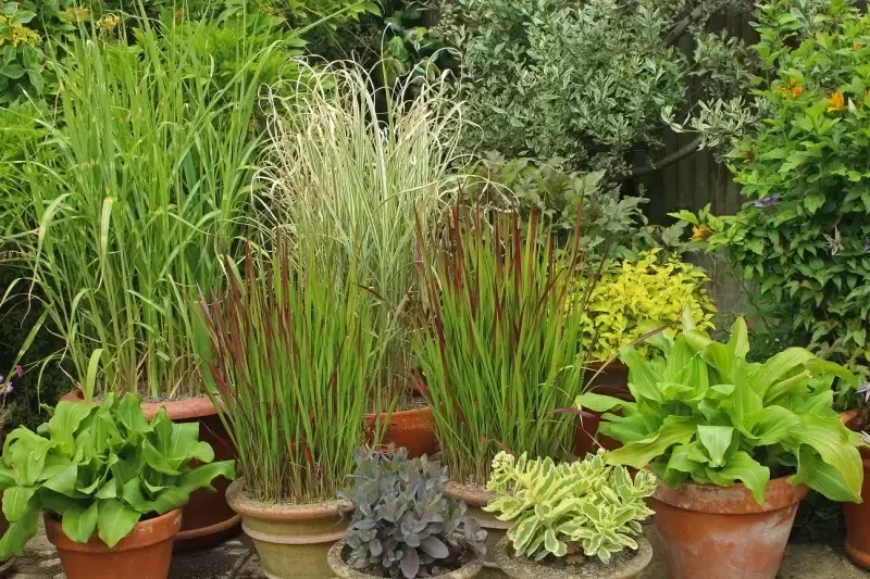 Get creative with Ornamental Grasses