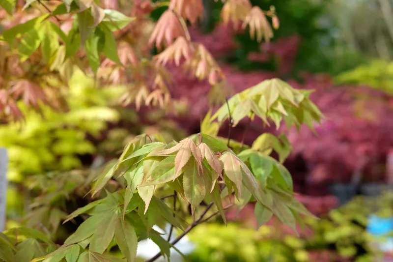 Give Your Garden A Head Start This Autumn