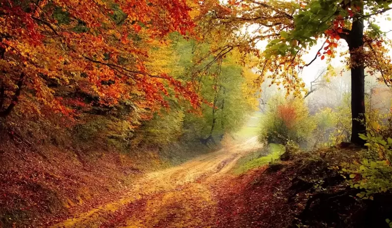 Glorious Autumn Colour