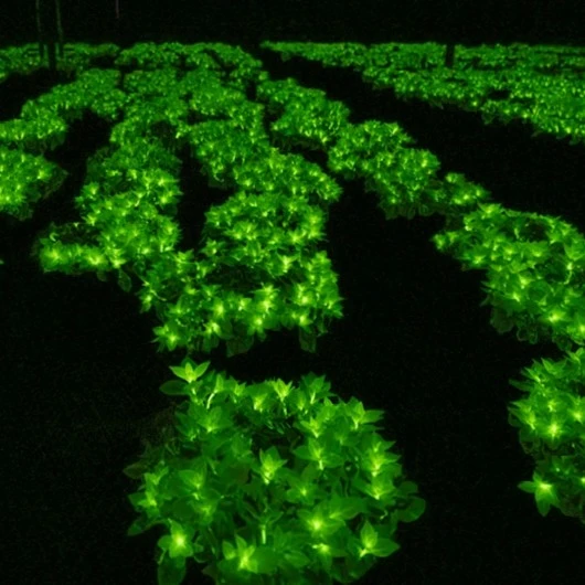 GlowGrow™ - The Future of Garden Lighting
