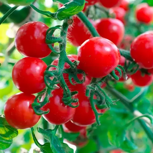 Grafted Vegetables