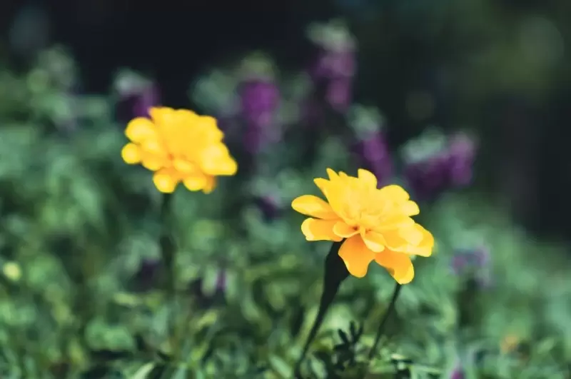 Growing Half-hardy Annuals