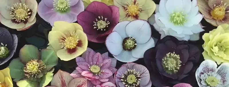 Heavenly Hellebores