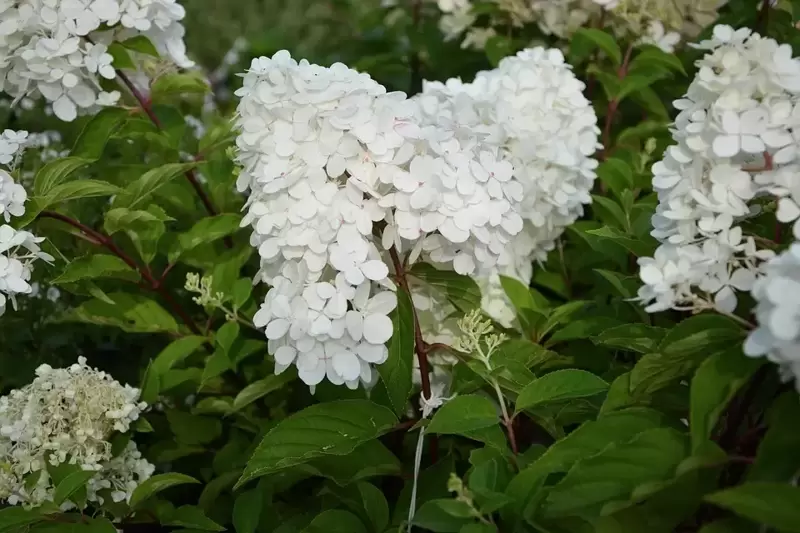 Heavenly Hydrangea paniculata