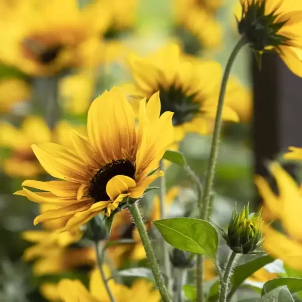 Helianthus SunBelievable™ 'Brown Eyed Girl'