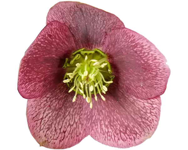 Helleborus ViV® Victoria *NEW*