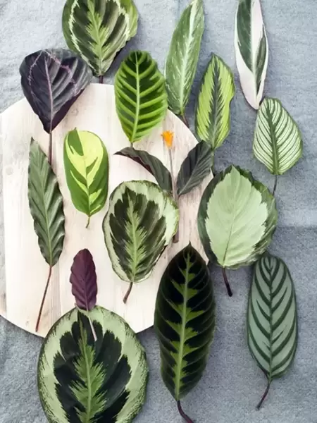 Houseplant of the Moment: Calathea