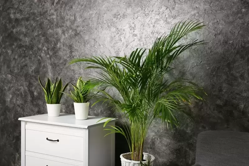 Houseplant of the month: Areca palm