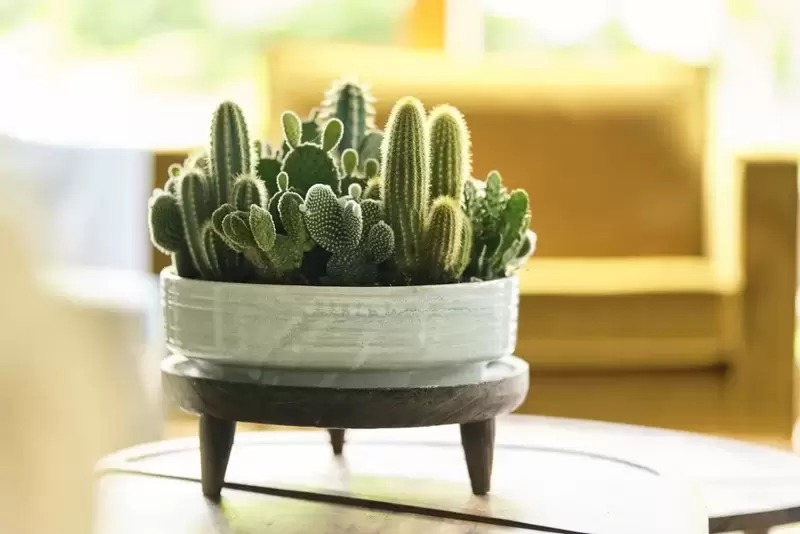 Houseplant of the moment: Cacti