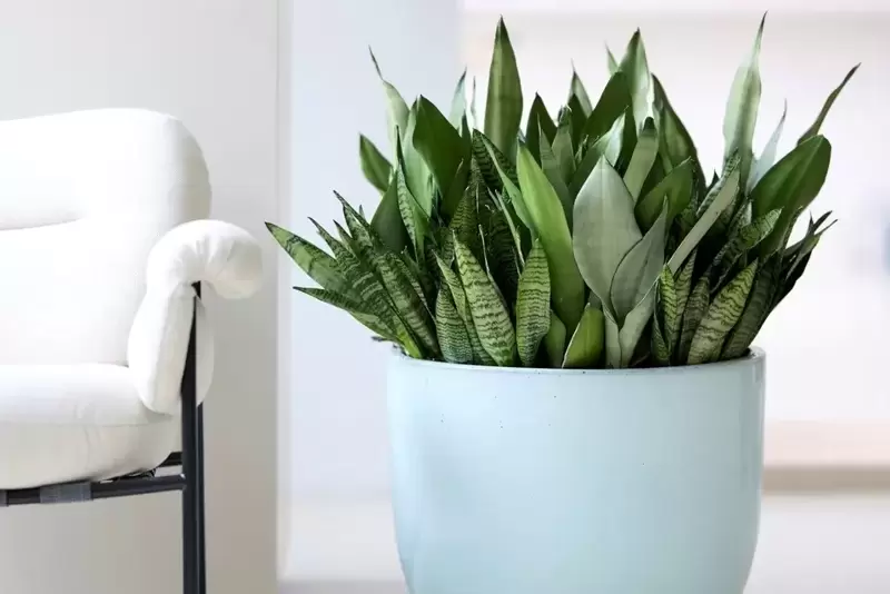 Houseplant of the moment: Sansevieria