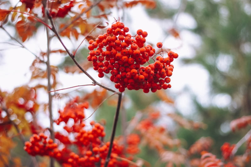 How to Add Autumn Colour to Your Garden