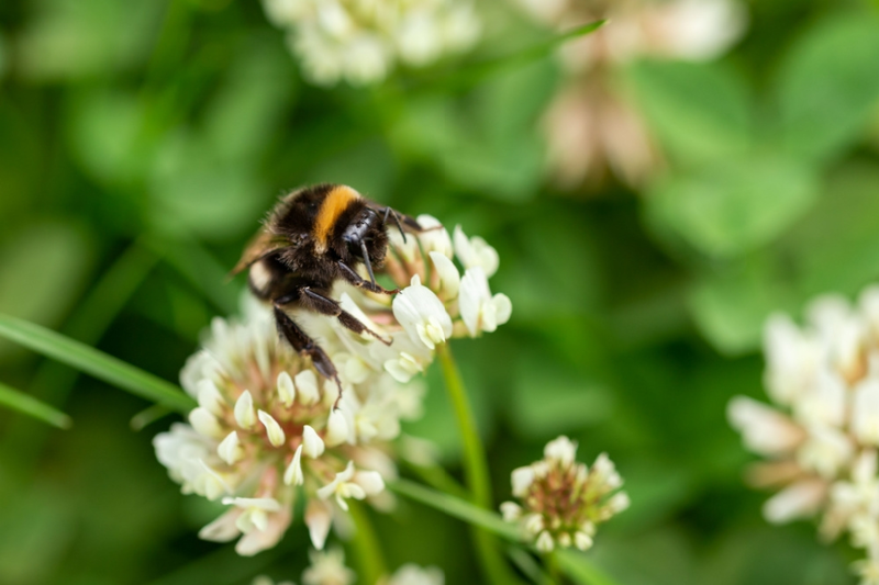 How to Attract Beneficial Insects to Your Garden