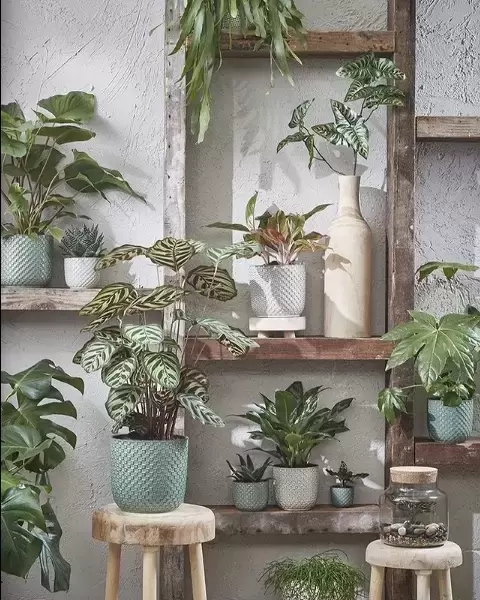 How to care for houseplants