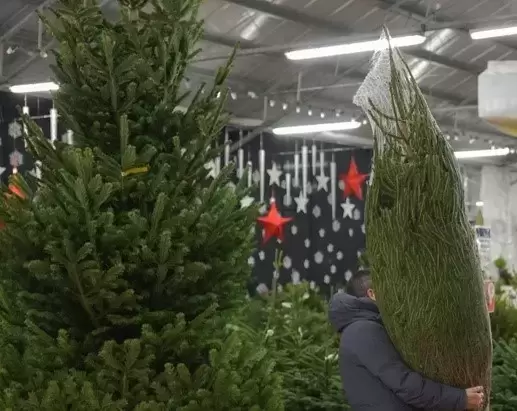 How to Choose the Perfect Christmas Tree