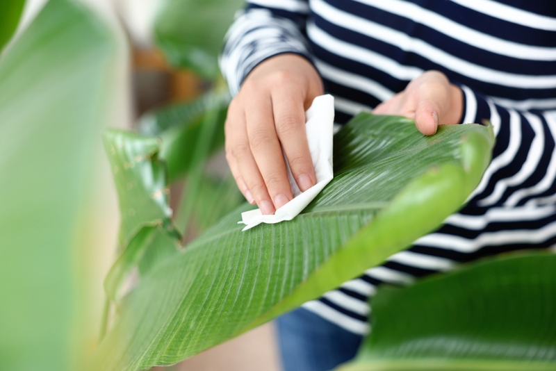 How to Clean Your Houseplants