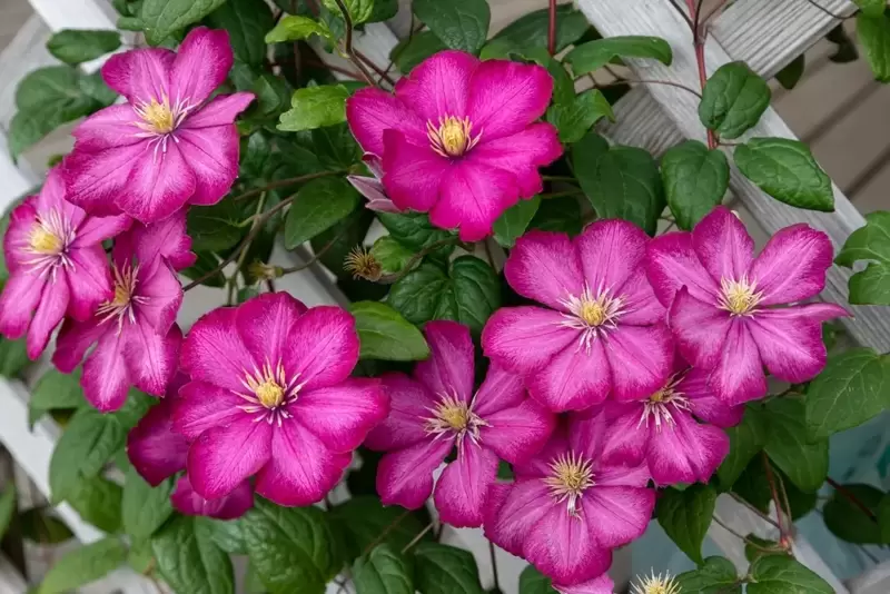 How to Grow Clematis