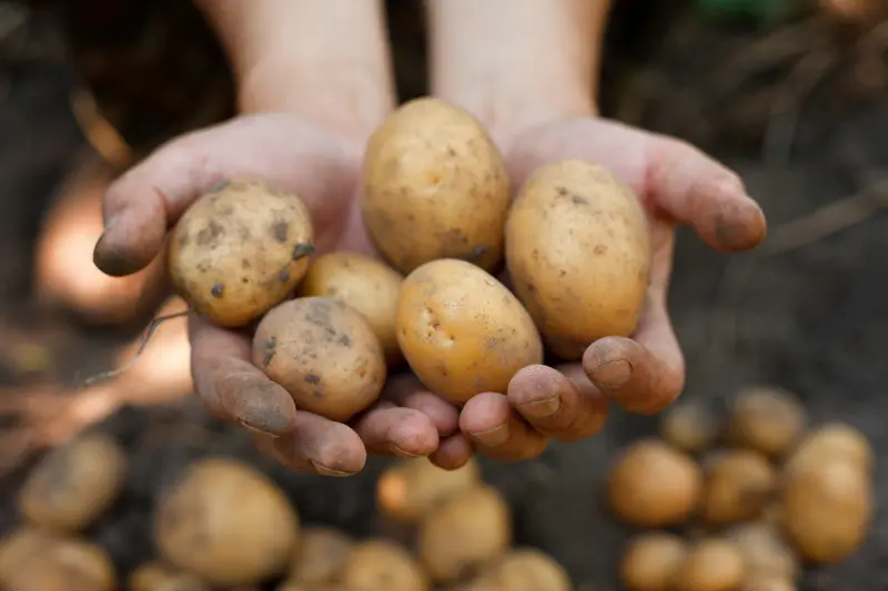 How to Grow Your Own Potatoes