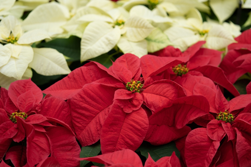 How to Keep Your Poinsettia Looking Good for Christmas