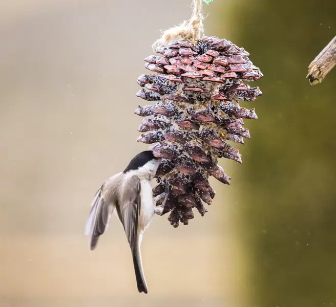 How to Make Fat Balls for Birds