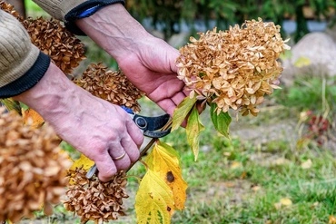 How to Prune Shrubs