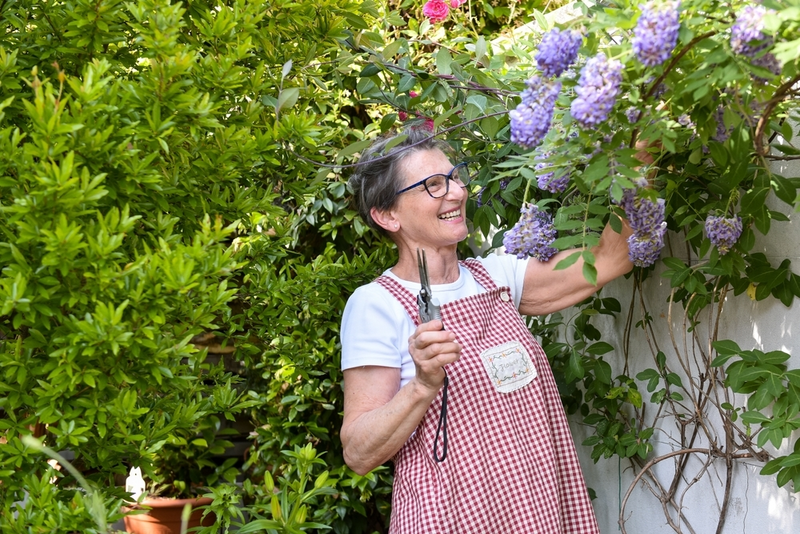 How to prune Wisteria