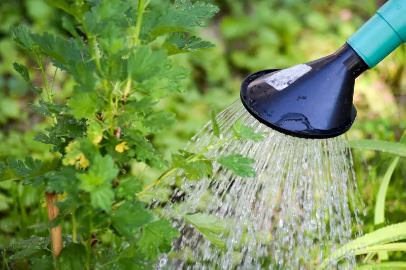 How to Water Your Plants in Summer
