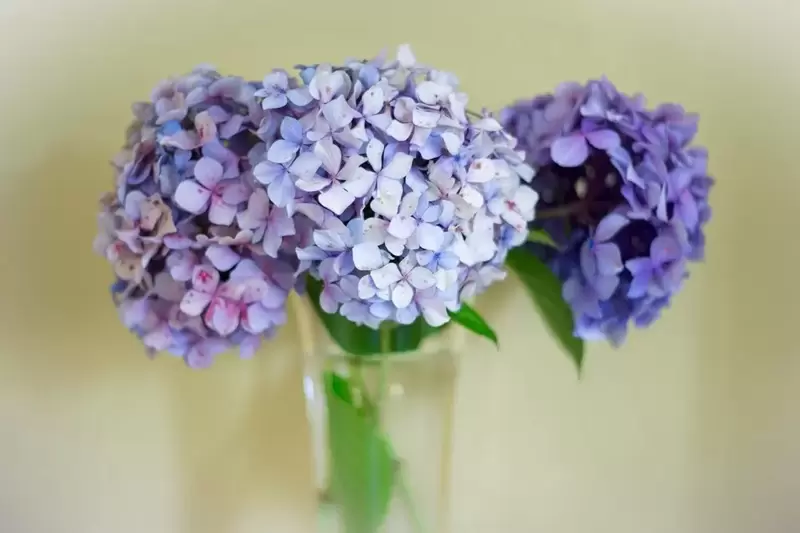 Hydrangea for the garden and home