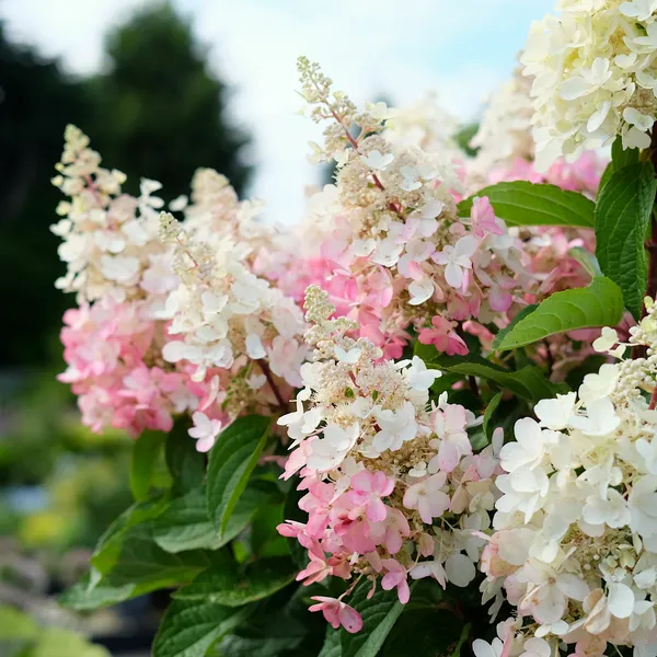 Hydrangea paniculata - A Summer Garden Staple