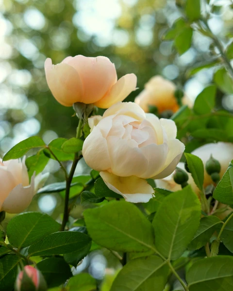 Ideal Companion Plants For Roses