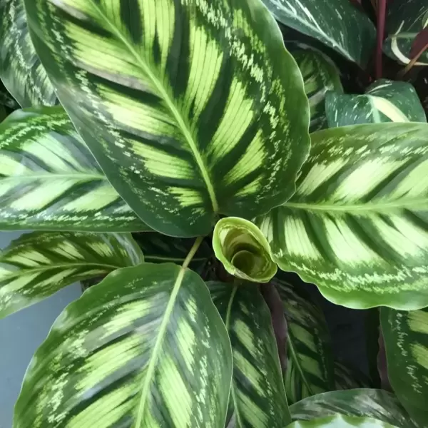 Indoor plants with fantastic foliage
