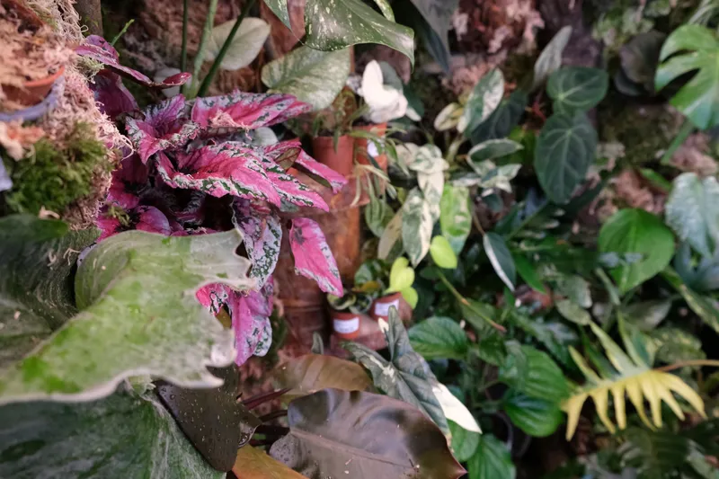 Introducing Our Houseplant Jungle!