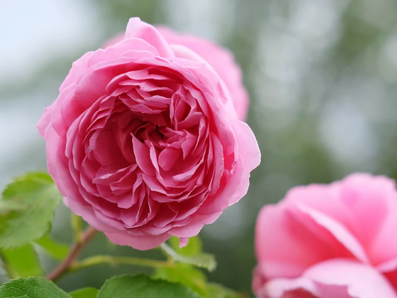 Keep Roses Healthy This Summer