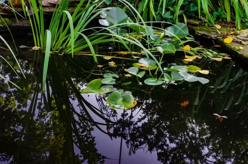 Maintain a Thriving Wildlife Pond