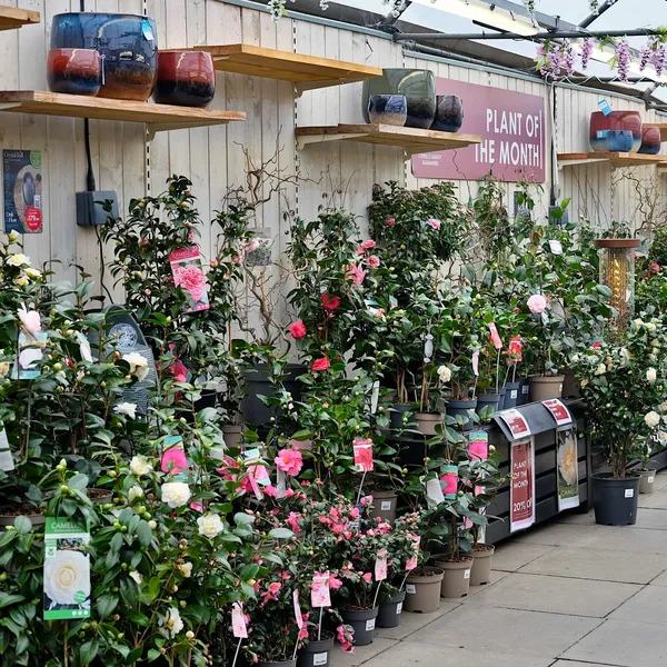 March Plant of the Month - Camellia